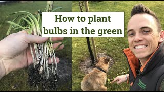 How to plant spring bulbs in the green [upl. by Sanalda274]