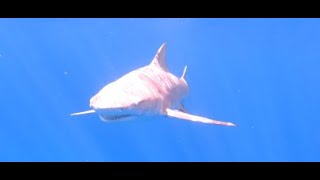 Bronze Whaler Shark Silently Drags Surfer from Board [upl. by Oigimer326]