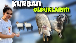 2 GÜNLÜK KURBAN BAYRAMI VLOG [upl. by Riamo]