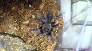 Brachypelma auratum sling update feeding Mexican Flame knee [upl. by Isabelita]