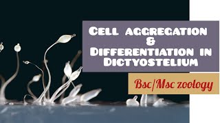 Dictyostelium  Cell aggregation and differentiation in Dictyostelium BScMSc Zoology [upl. by Racklin]