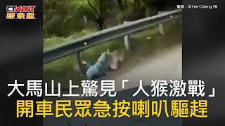 CTWANT 國際新聞  大馬山上驚見「人猴激戰」 開車民眾急按喇叭驅趕 [upl. by Nazario]