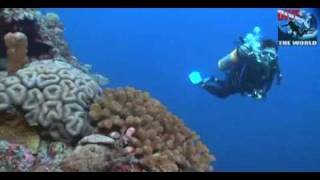 Diving Layang Layang Malaysia underwater video hammerhead sharks manta ray dolphins [upl. by Ilrahc]