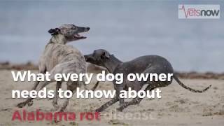 Alabama Rot in Dogs What every dog owner needs to know [upl. by Rashida743]