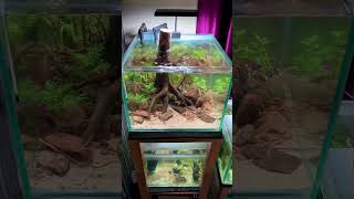 Indian biotopeaquarium for biotope aquarium contest 2024 [upl. by Aseeram]