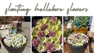 Floating Hellebore Flowers to reduce seed set [upl. by Marozas888]