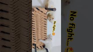 ishq ni Krna naap tol ke🥰 subscribe shortvideos cutekitty cutelucky viralreels catlover like [upl. by Yhtorod]