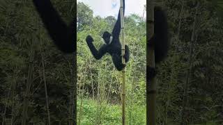 Gibbon fun on bamboo animals fun forest [upl. by Yllil]