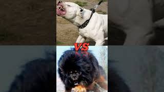 Pitbull vs Tibetan mastiff vs dogo argentina [upl. by Tehcac621]