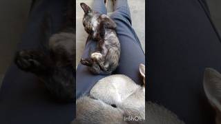 kitten sleeping so cute 🤩🥳shortvideo catvideos ytshortsshortsfeed cuteanimalcatlovercatshorts [upl. by Laris]