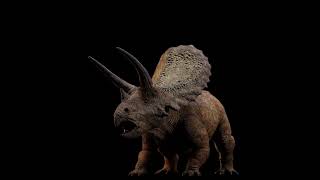 INSTINCTION  Torosaurus Reveal [upl. by Hales]