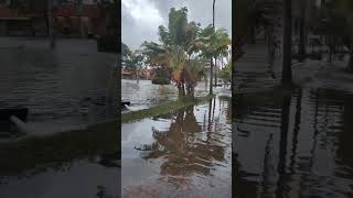 hurricane idalia flooding Gulfport Florida [upl. by Lokkin363]