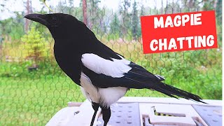 Magpie is chatty today [upl. by Briant]