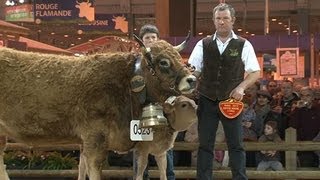 Le concours de la race Aubrac au Salon de lagriculture [upl. by Ahsinek]