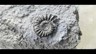 Seatown to golden cap fossil hunting for ammonites and belemnites sep 2024 [upl. by Ecneret]