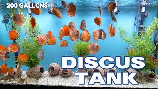 Discus Tank 200 gallons Discusdr Acuario de peces Discos 200 galones [upl. by Maryellen]