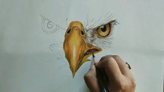 Easy How to Draw a Bald Eagle Face [upl. by Ludovika]