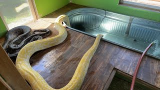 Python Pool Cleaning [upl. by Laney]