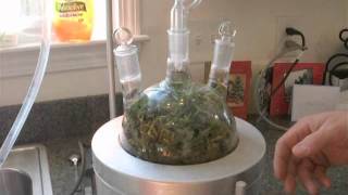 Essential oils home made  steam distillation of geranium oil [upl. by Notsahc452]