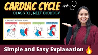 Cardiac Cycle  Body Fluids and Circulation  Class 11  NEET [upl. by Crandell682]