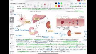 Extravascular hemolysis haematology 44 First Aid USMLE Step 1 in UrduHindi [upl. by Anilok619]