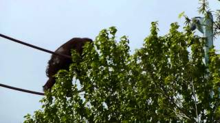 Overhead Orangutan at the National Zoo [upl. by Englis444]