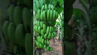 Banana fruit care in Andhra 🍌😎short [upl. by Oniuqa986]