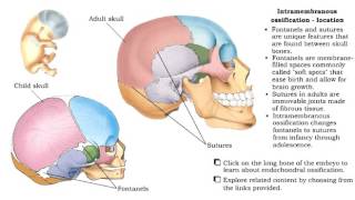 Skeletal System Bone Formation Intramembranous and Endochondral Ossification [upl. by Alleuqram]