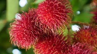 Generalidades del Cultivo de Rambután  TvAgro por Juan Gonzalo Angel [upl. by Atinwahs]