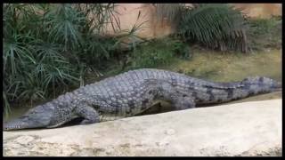 Visite à la ferme aux crocodiles à Pierrelatte Drôme [upl. by Autry4]