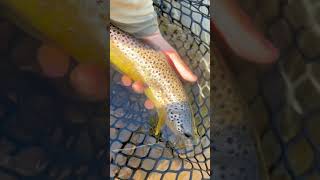 Fall in the driftless 🍁 fishingvideo flyfishinglife fishing flyfisherman flyfishing fish [upl. by Landers210]