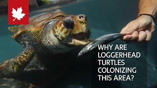 Why are loggerhead turtles colonizing this area [upl. by Eirojam]