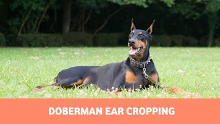 Doberman Ear Cropping What is it amp Should You Do It [upl. by Harilda]