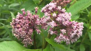 Plant portrait  Common milkweed Asclepias syriaca [upl. by Nicholl]