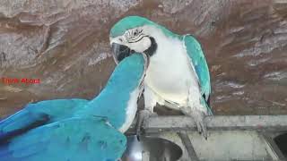 All mutation of macaws at one place parrot cute amazing birds [upl. by Enimisaj]