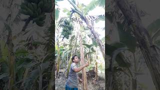 How to harvesting are banana ep 334 Short trending viral banana food agro 🍌🍌 [upl. by Ailatan]