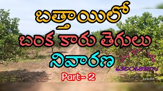 బత్తాయిలో బంక కారు తెగులు నివారణ PART 2 Citrus gummosis Bathaayilo banka tegulu nivarana informativ [upl. by Jabe803]