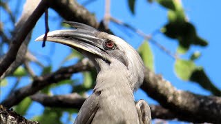 Indian grey hornbill Call  Grey Hornbill Sound [upl. by Sokim233]