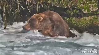 Katmai Bear 89 quotBackpackquot keeping the office warm for the King 93022 [upl. by Orren849]