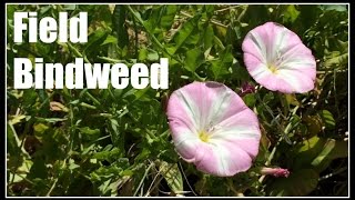 Field Bindweed Convolvulus arvensis Noxious Weed  Ninja Gardening  Episode 40 [upl. by Amesari981]