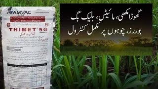 Thimet Swat agro  AMVC USA  phorate  Usages and benefits for crops  Kissan Ghar [upl. by Jasmin]