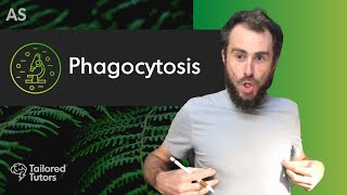 Phagocytosis  A Level Biology Tutorial  OCR [upl. by Alberic951]