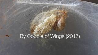 Brief life of female Tussock Moth Orgyia Postica [upl. by Rramaj]