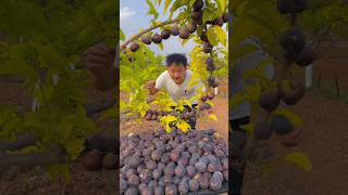 Friends enjoy our village sweetest fig fruits figfruit shorts [upl. by Eselahs]