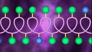 Protein Structure and Denaturation  A Level Biology [upl. by Yrffoeg39]