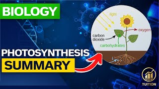 Photosynthesis Made Easy [upl. by Eirameinna80]