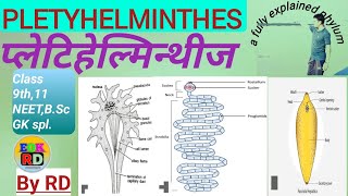 Phylum Pletyhelminthes [upl. by Fredkin]