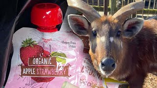 Rare Antelope Chokes to Death on Squeezable Pouch at Zoo [upl. by Estelle732]