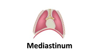 Mediastinum Prof Dr Md Ashfaqur Rahman [upl. by Struve821]