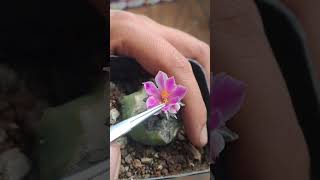 Polinizar cactus cactus flowers seeds polinizacion plants viral [upl. by Liebermann562]